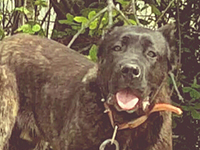 cane corso arcaico